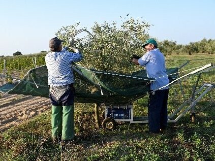 olijfolie verwerkingsproces
